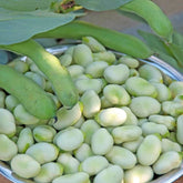 Hectarul - Seminte de bob de gradina Superaguadulce, 50 gr, FLORIAN